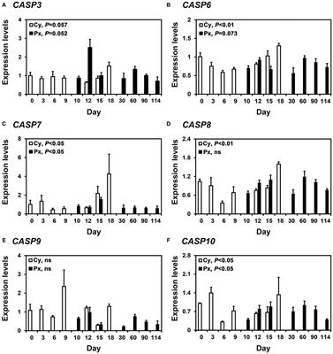 Expression of Caspases in the Pig Endometrium Throughout the Estrous Cycle and at the Maternal-Conceptus Interface During Pregnancy and Regulation by Steroid Hormones and Cytokines